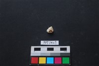 藏品(貝殼)的圖片