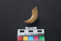 藏品(豬骨)的圖片