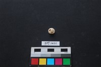 藏品(貝殼)的圖片