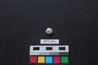 藏品(貝殼)的圖片