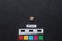 藏品(貝殼)的圖片