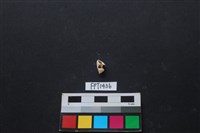 藏品(貝殼)的圖片