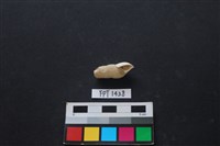 藏品(貝殼)的圖片