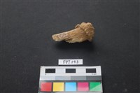 藏品(山羌骨)的圖片