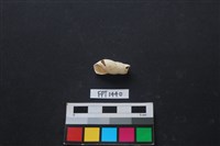 藏品(貝殼)的圖片