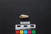 藏品(貝殼)的圖片