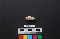 藏品(貝殼)的圖片