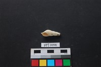 藏品(貝殼)的圖片