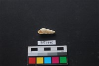 藏品(貝殼)的圖片