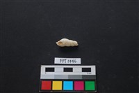 藏品(貝殼)的圖片