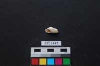 藏品(貝殼)的圖片