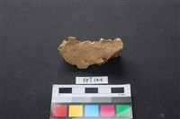 藏品(豬骨)的圖片