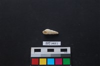 藏品(貝殼)的圖片