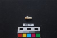 藏品(貝殼)的圖片