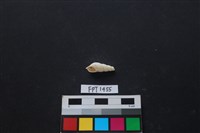 藏品(貝殼)的圖片