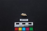 藏品(貝殼)的圖片