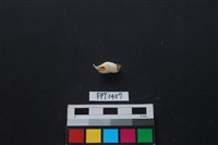 藏品(貝殼)的圖片