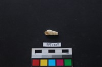 藏品(貝殼)的圖片