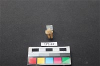 藏品(狗骨)的圖片