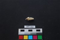 藏品(貝殼)的圖片