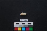 藏品(貝殼)的圖片