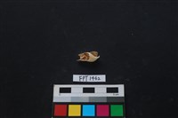 藏品(貝殼)的圖片