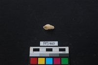 藏品(貝殼)的圖片