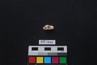 藏品(貝殼)的圖片