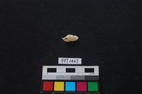 藏品(貝殼)的圖片