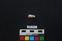 藏品(貝殼)的圖片