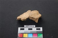 藏品(豬骨)的圖片