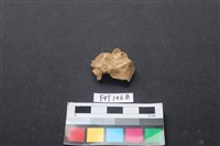 藏品(豬骨)的圖片