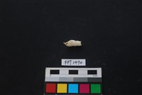 藏品(貝殼)的圖片