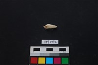 藏品(貝殼)的圖片