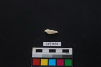 藏品(貝殼)的圖片