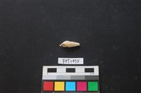 藏品(貝殼)的圖片