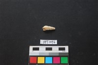 藏品(貝殼)的圖片