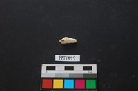 藏品(貝殼)的圖片