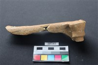 藏品(鹿骨)的圖片