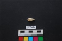 藏品(貝殼)的圖片