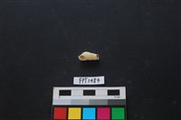 藏品(貝殼)的圖片