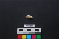 藏品(貝殼)的圖片