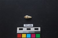 藏品(貝殼)的圖片