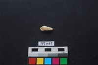 藏品(貝殼)的圖片