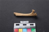 藏品(豬骨)的圖片