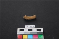 藏品(鹿骨)的圖片