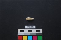 藏品(貝殼)的圖片