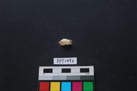 藏品(貝殼)的圖片