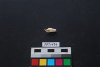 藏品(貝殼)的圖片