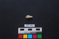 藏品(貝殼)的圖片